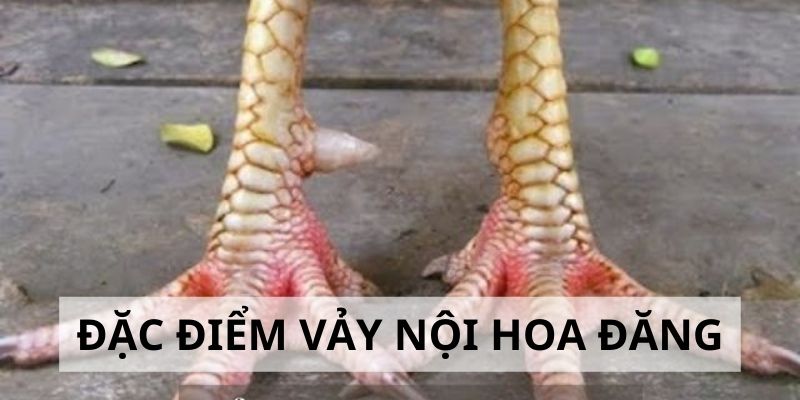 Vảy Nội Hoa Đăng - Đặc Điểm Và Cách Nhận Biết Cực Chuẩn 2024 3 Khám phá đặc điểm của vảy nội hoa đăng