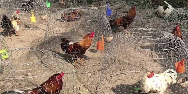 Bật Mí Trại Gà Mít Trà Cú Có Quy Mô Khủng Nhất Tại Miền Tây 5 Trại gà Mít Trà Cú sở hữu quy mô khủng nhất đất miền Tây